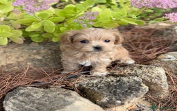 Maltipoo perros en venta: Maltipoo de caramelo hembras  - Imagen 3