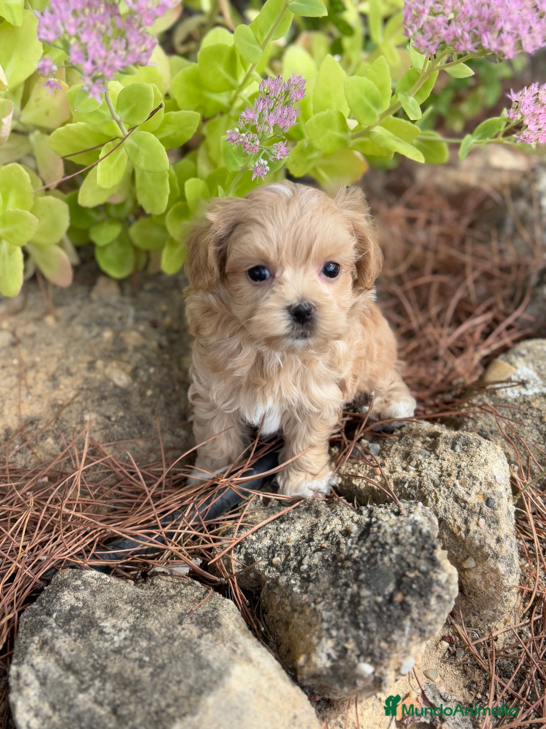 Maltipoo perros en venta: Maltipoo de caramelo hembras  - Imagen 3
