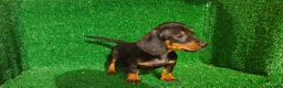 Teckel Miniatura perros en venta: Teckel miniatura  - Anuncio 6
