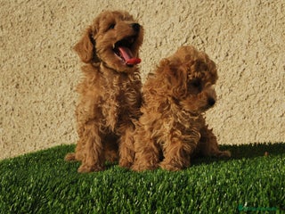 Caniche Toy perros en Madrid - Anuncio 24
