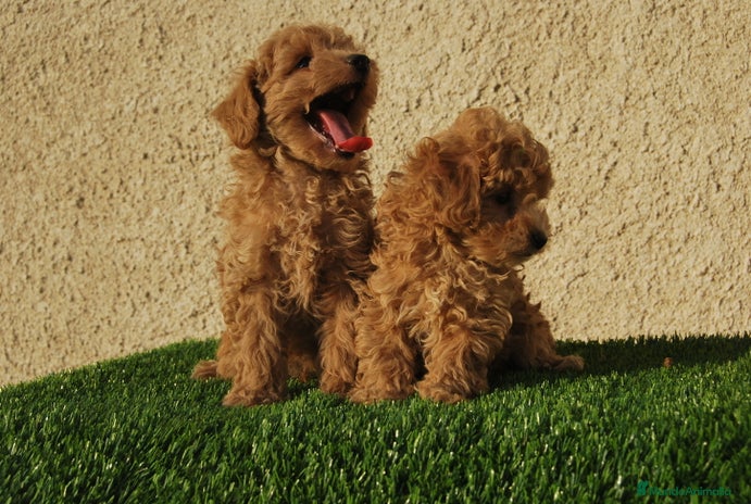 Caniche Toy perros en Madrid - Anuncio 10