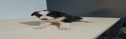 Border Collie perros en venta: BORDER COLLIE - Anuncio 37