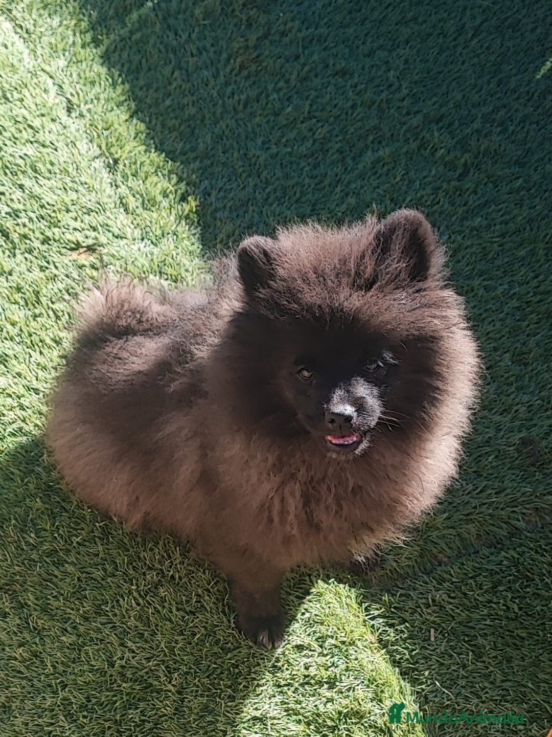 Pomerania perros en venta: SPITZ ALEMAN - Anuncio 3