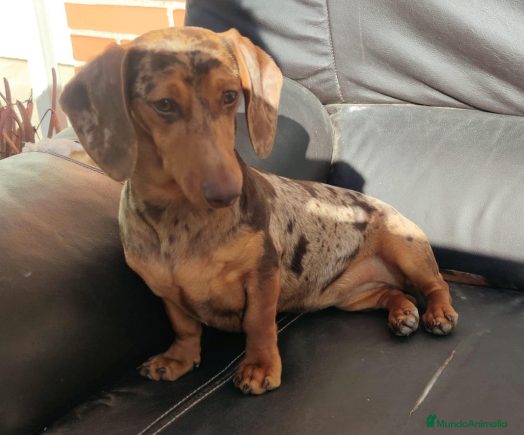 Teckel Miniatura perros en venta: Teckel Miniatura  - Imagen 4