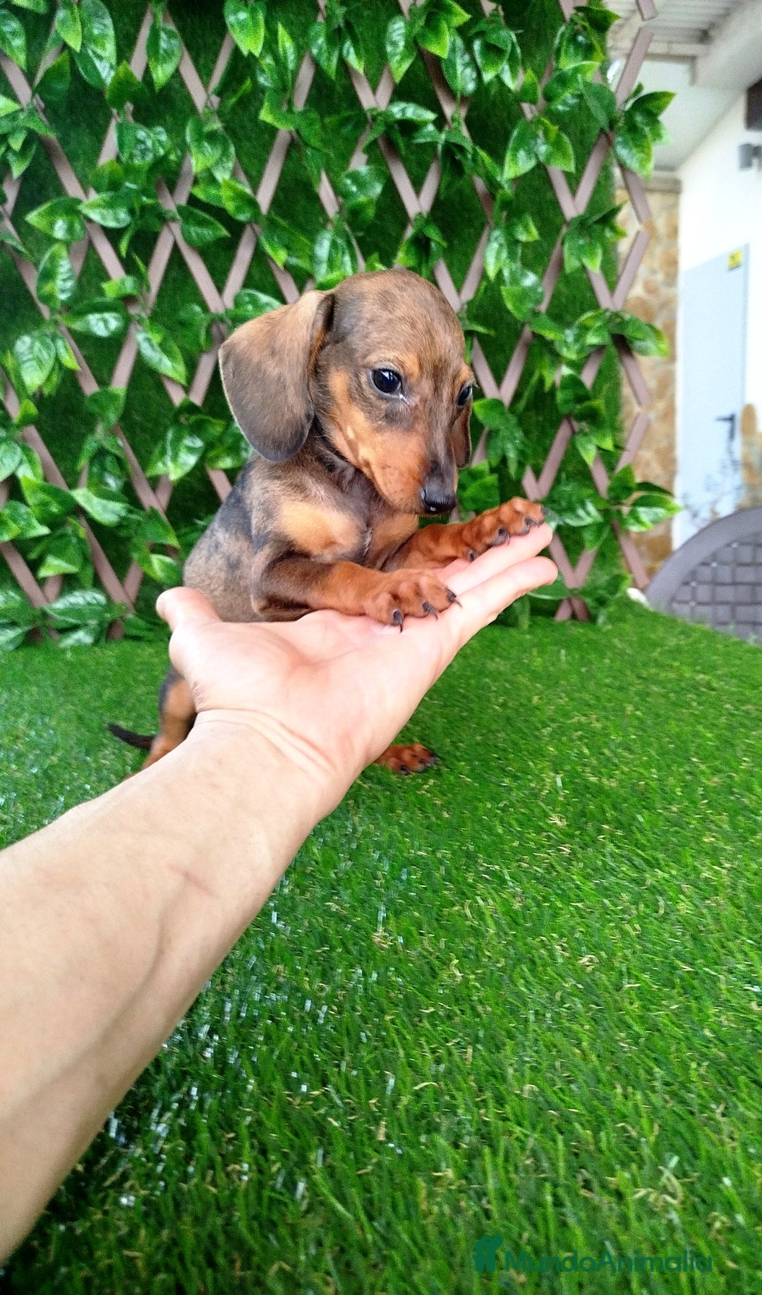 Teckel perros en venta: Teckels Mini  - Imagen 1