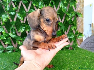 Teckel perros - Anuncio 2