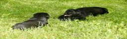 Labrador Retriever perros en venta: Cachorros de Labrador Retriever Negros - Anuncio 24