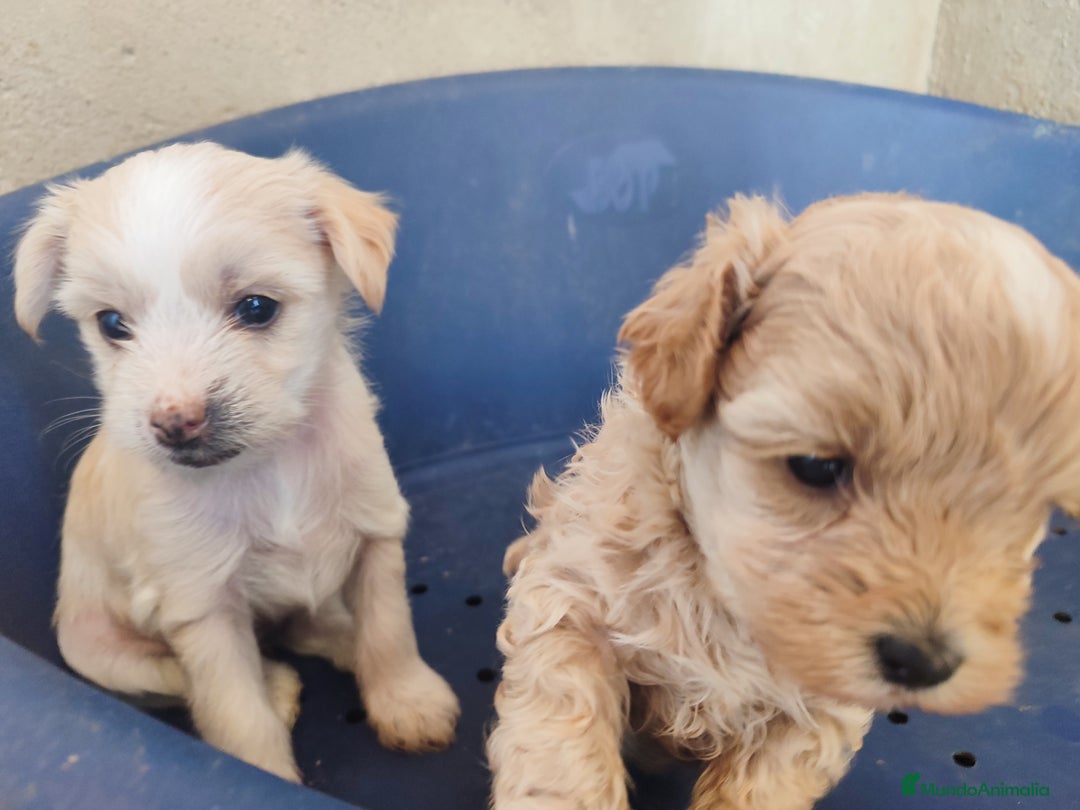 Perro Crestado Chino perros en venta: Maltipoo y crestado chino - Anuncio 5