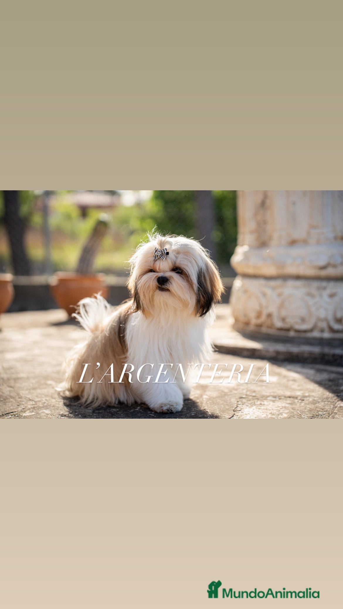 Shih Tzu perros Shih Tzu linea americana  en Valencia - Anuncio 2