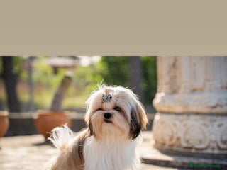 Shih Tzu perros en Valencia - Anuncio 11
