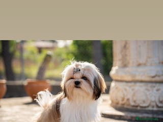 Shih Tzu perros Shih Tzu linea americana en Valencia - Anuncio 7