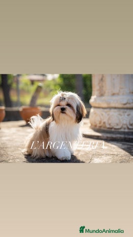 Shih Tzu perros en Valencia - Anuncio 9