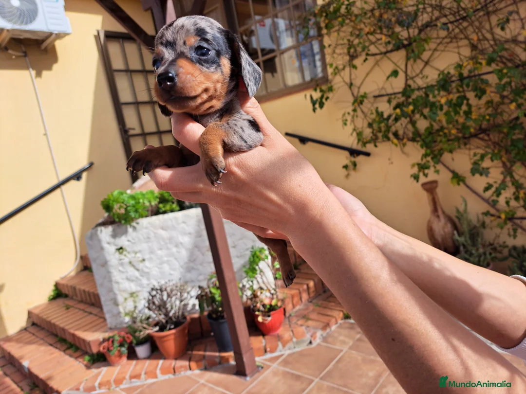 Teckel Miniatura perros en venta: Teckel miniatura - Anuncio 3