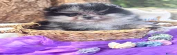 Pomerania perros en venta: Pomerania Merle - Anuncio 2