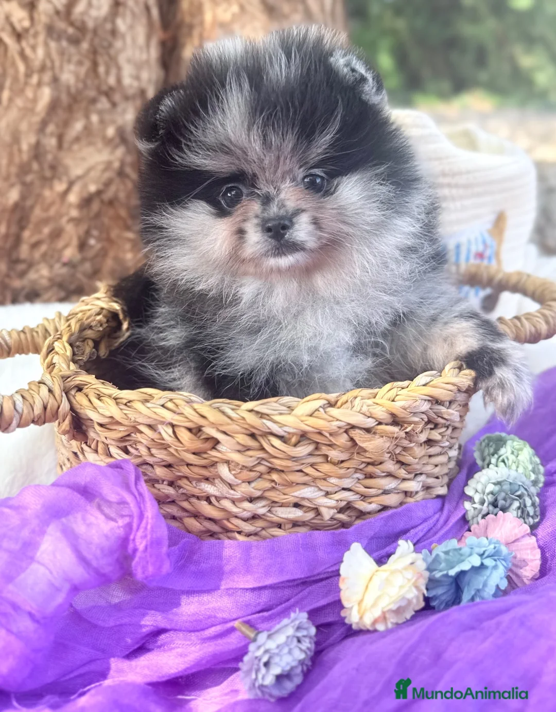 Pomerania perros en venta: Pomerania Merle - Anuncio 2