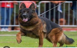 Pastor Alemán perros en venta: ! Próxima camada Pastores Alemanes Competición  - Imagen 11