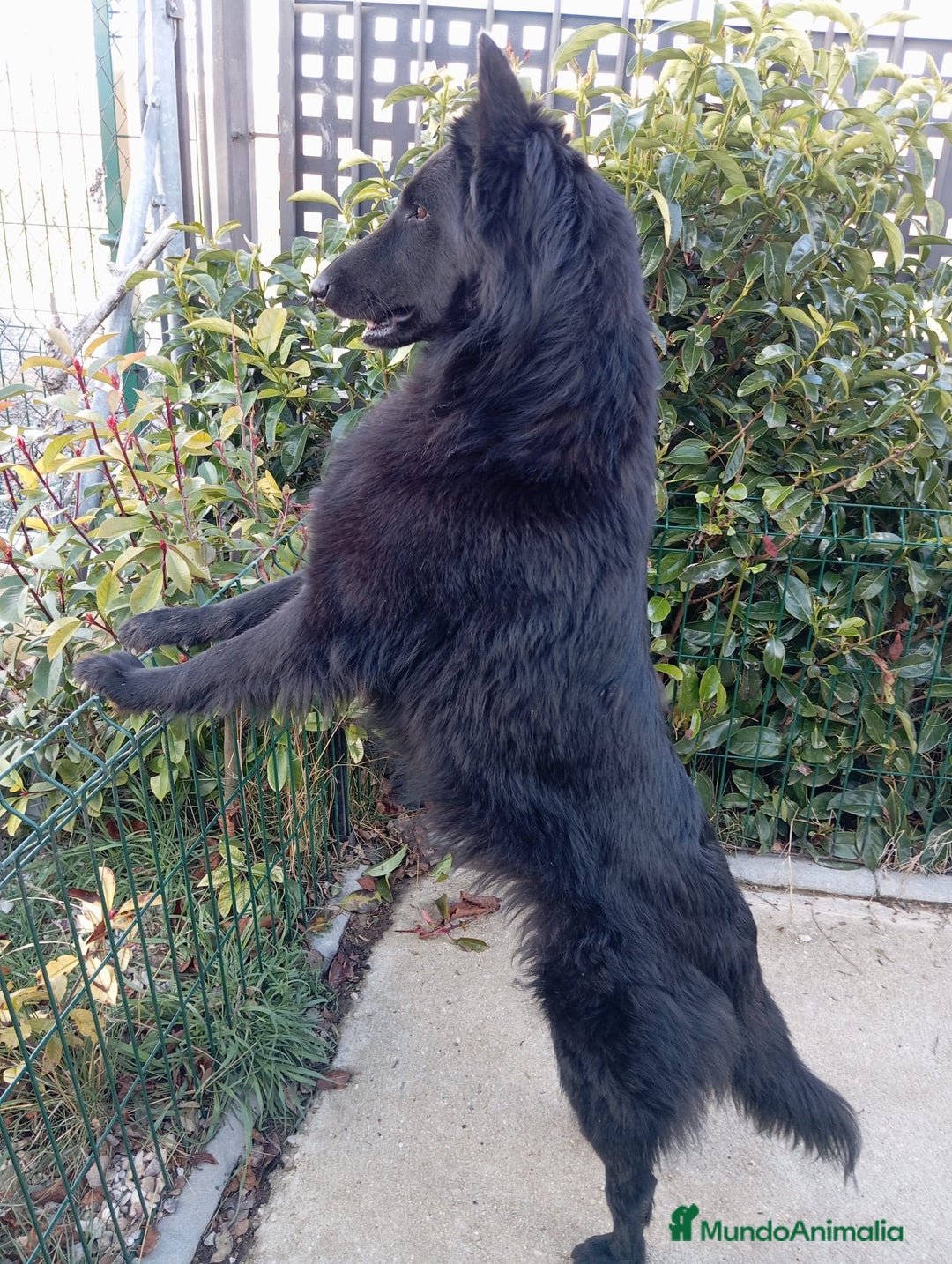 Pastor Belga Groenendael perros en venta: Camada de Pastor Belga Groenendael - Imagen 8