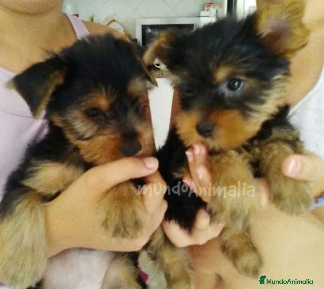 Imagen de galería {{count}}