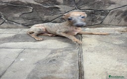 Whippet perros en venta: Whippet  - Imagen 10