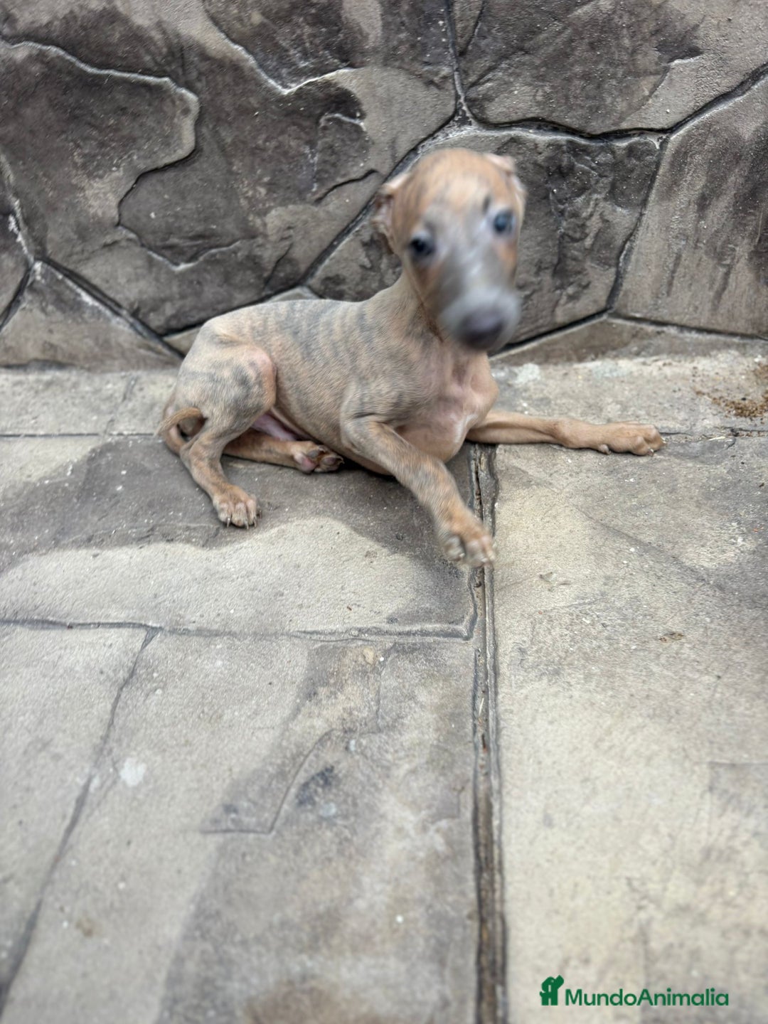 Whippet perros en venta: Whippet  - Imagen 10