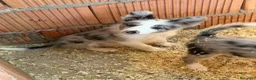 Border Collie perros en venta: Borde collie  - Anuncio 6