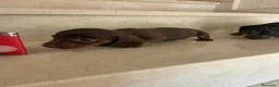 Teckel perros en venta: Teckel kanichen maxima calidad - Anuncio 12