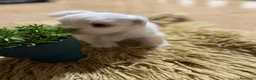 Bichón Maltés perros en venta: Bichon maltés maxima calidax - Anuncio 4