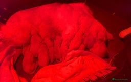 Golden Retriever perros en venta: Precioso cachorro Golden Retriever  - Imagen 1
