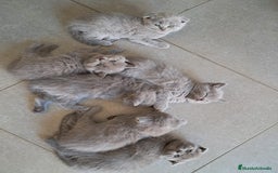 Británico de Pelo Corto gatos en venta: BRITISH PURA RAZA  - Imagen 3