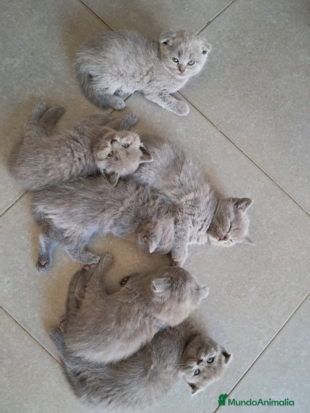 Británico de Pelo Corto gatos en venta: BRITISH PURA RAZA  - Imagen 3