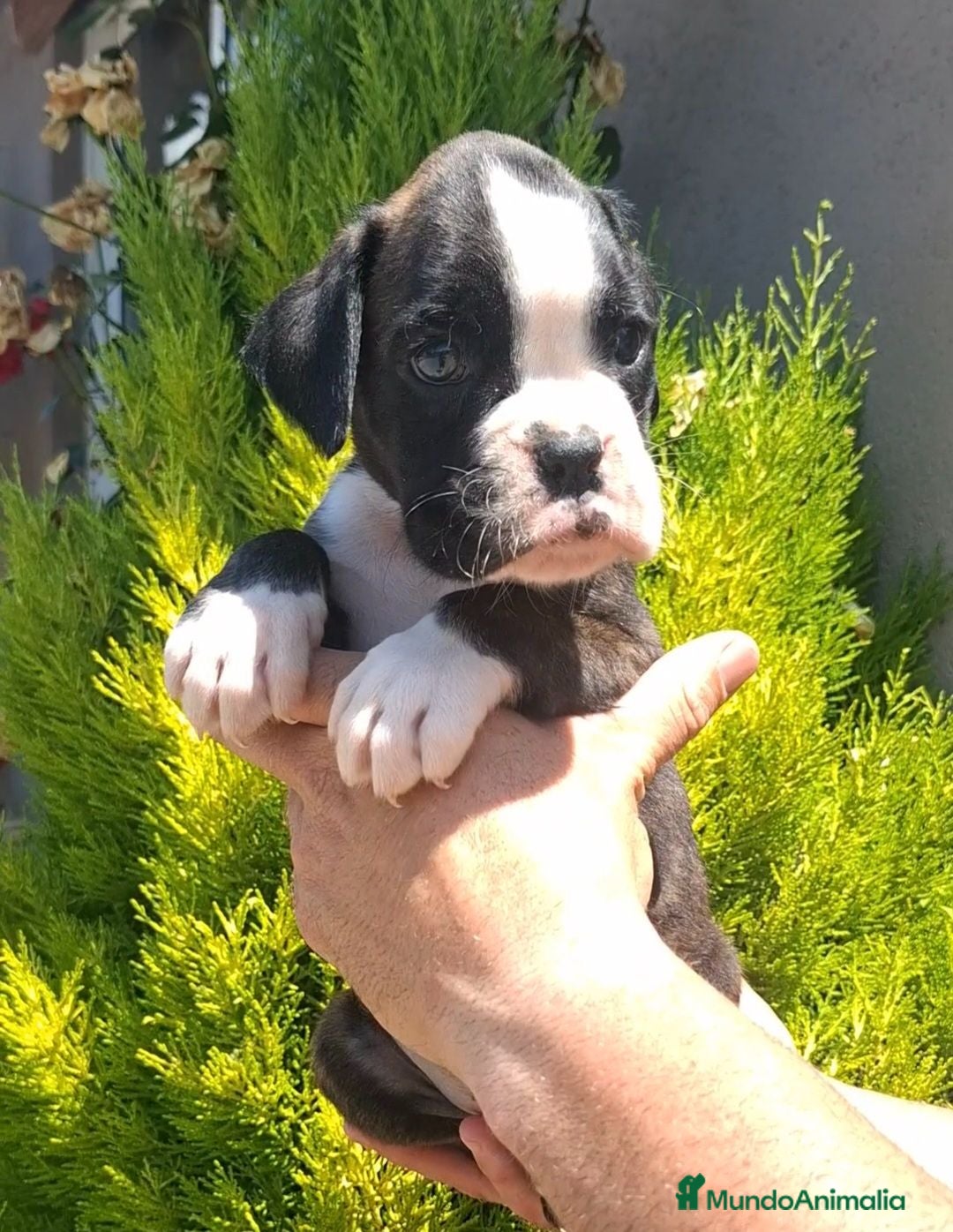 Boxer perros BOXER - Anuncio 2