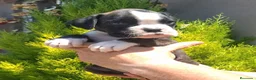 Boxer perros en venta: BOXER - Anuncio 1
