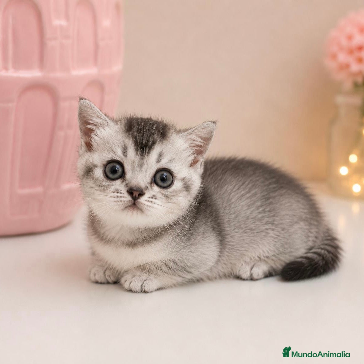 Munchkin gatos Munchkin - Anuncio 1