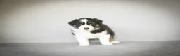 Pastor Australiano perros en venta: Cachorros Pastor Australiano - Anuncio 11