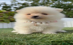 Pomerania perros en venta: POMERANIA HEMBRA - Imagen 23