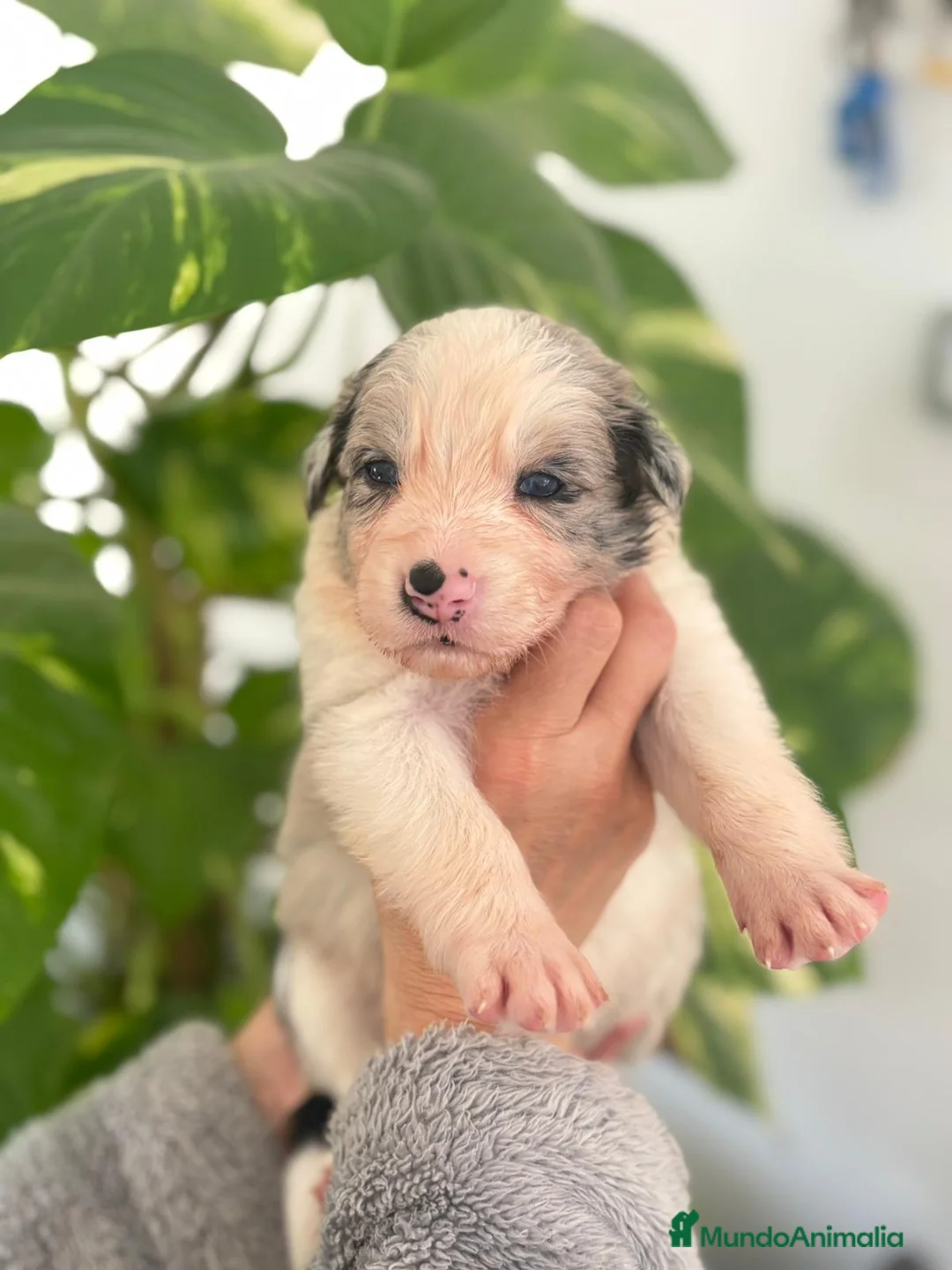 Border Collie perros en venta: Border Collie  - Anuncio 3