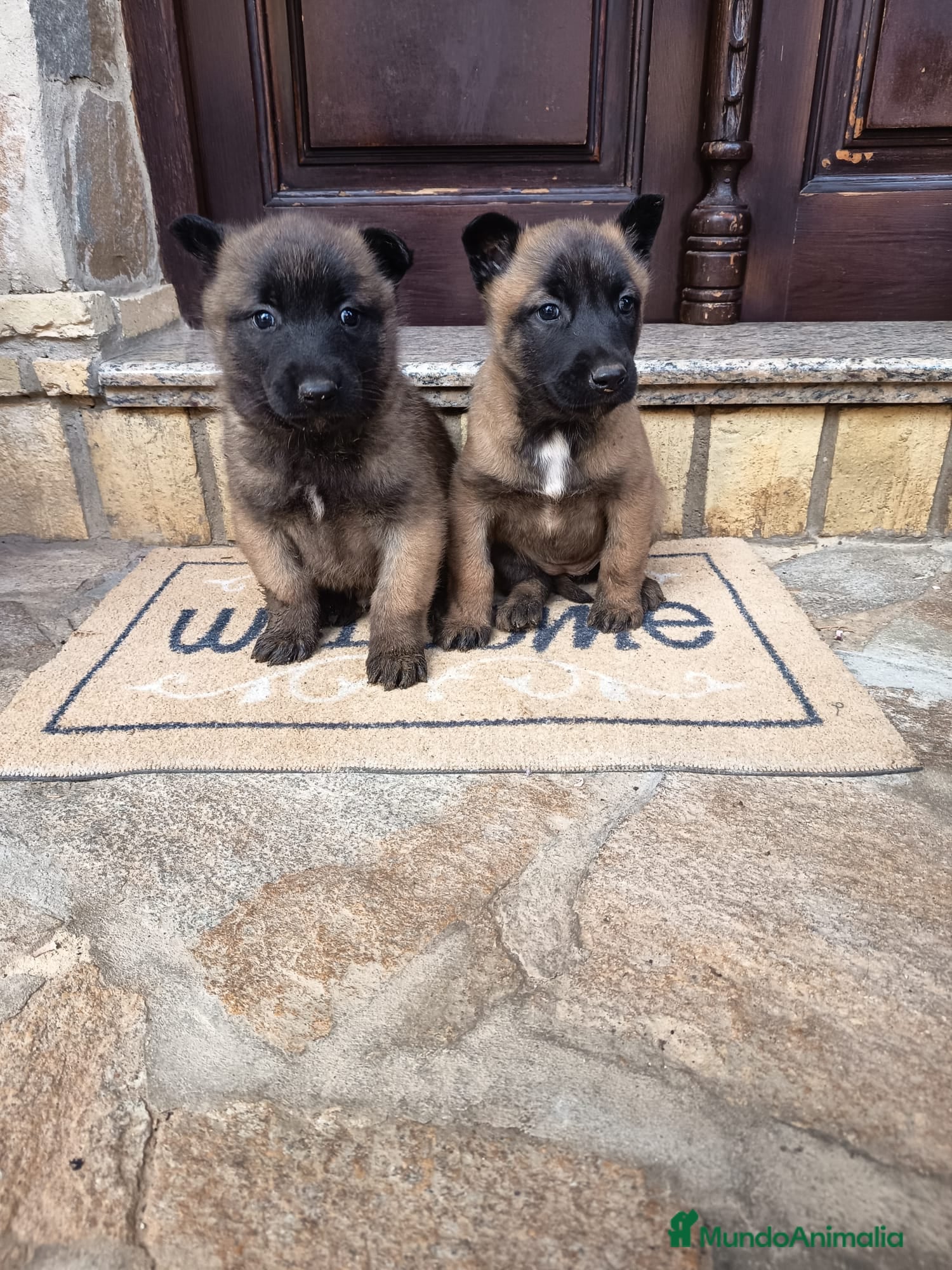 Pastor Belga Malinois perros Pastor Belga malinois  - Anuncio 1