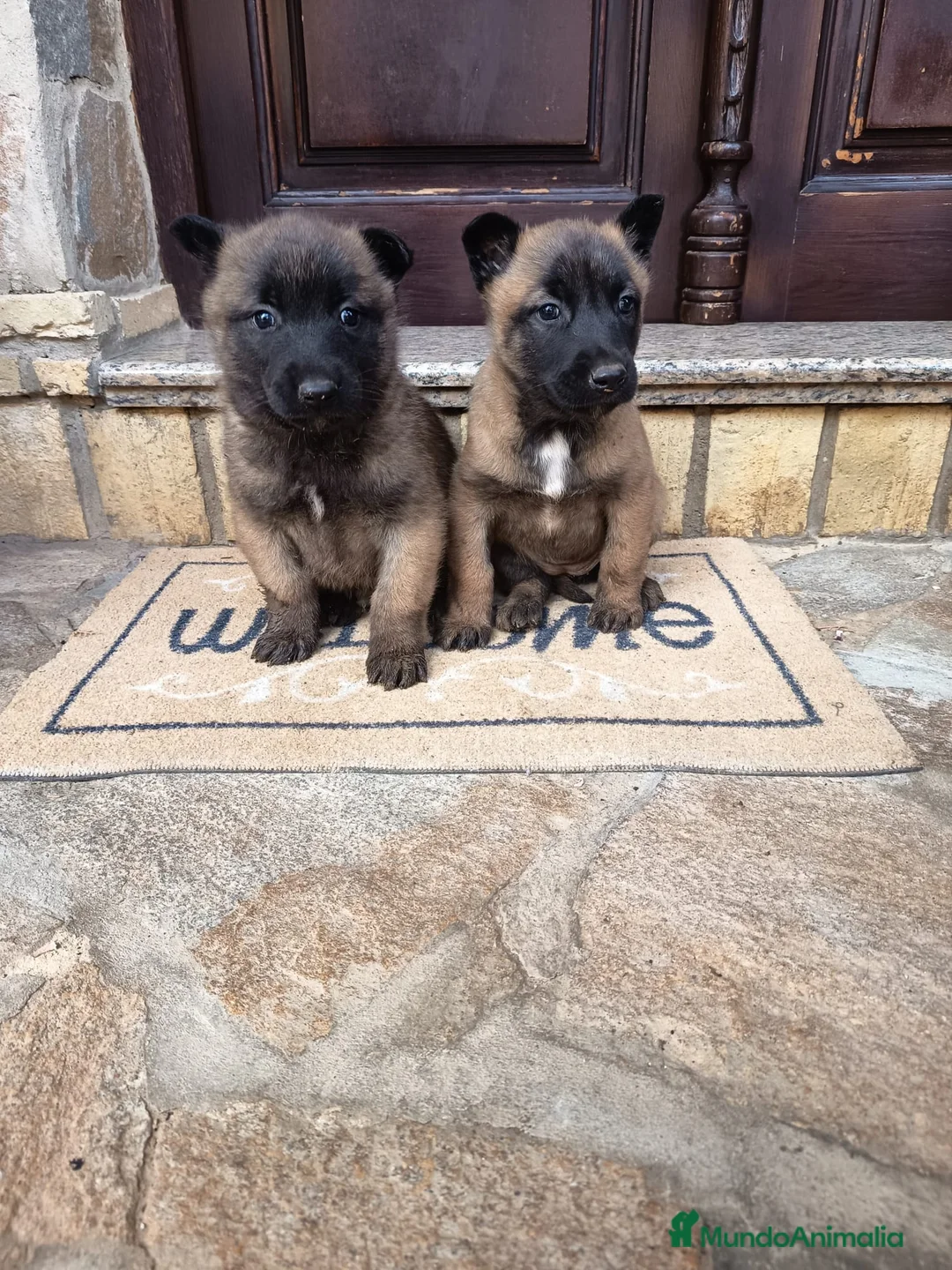 Pastor Belga Malinois perros en venta: Pastor Belga malinois  - Anuncio 1