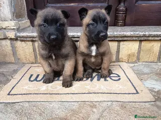 Pastor Belga Malinois perros Pastor Belga malinois - Anuncio 1