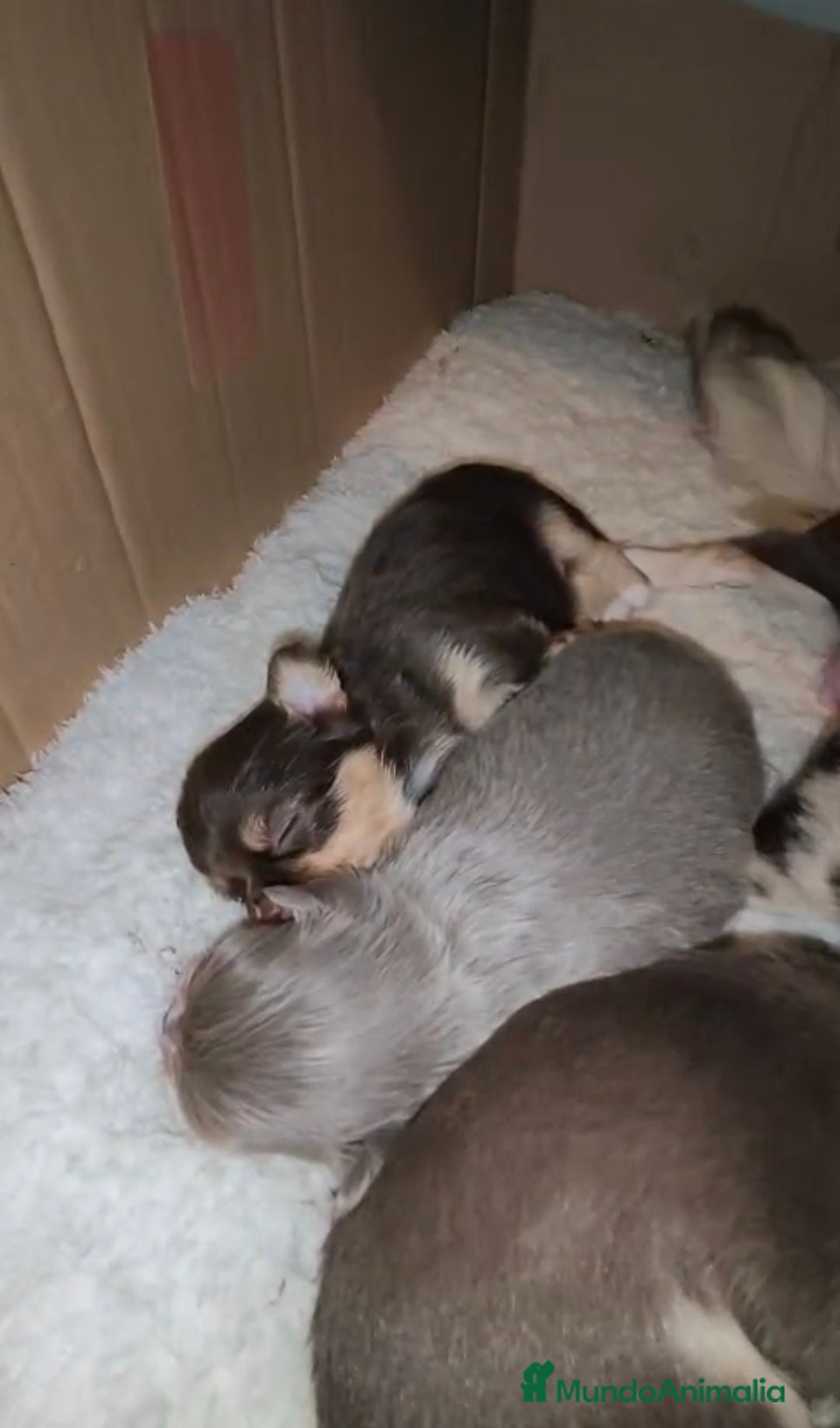 Chihuahua perros Cachorros de chihuahua - Anuncio 1