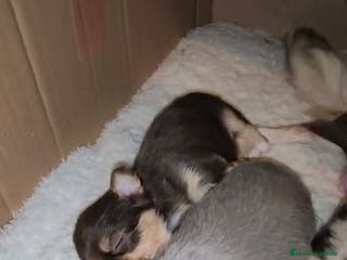 Chihuahua perros Cachorros de chihuahua - Anuncio 1