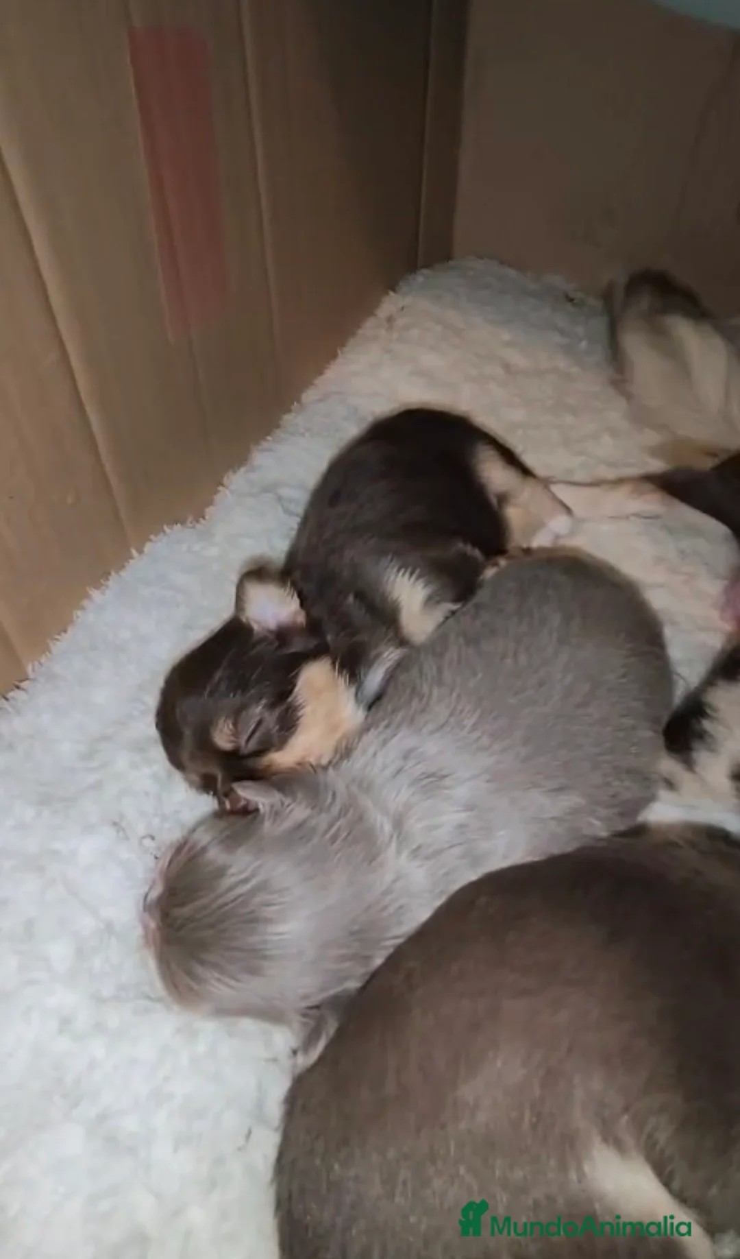 Chihuahua perros en venta: Cachorros de chihuahua - Anuncio 1