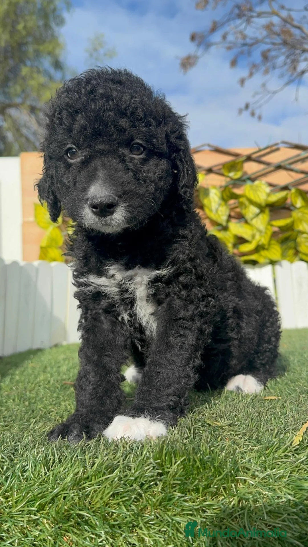 Perro de Agua Español perros en venta: PERRO DE AGUA ESPAÑOL-LISTO PARA ENTREGAR - Anuncio 17