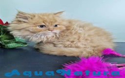 Persa gatos en venta: Persa Macho Virgi 7734 AQUANATURA - Imagen 3