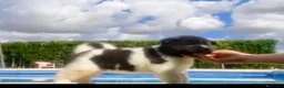 Akita Inu perros en venta: Akita inu  - Anuncio 5