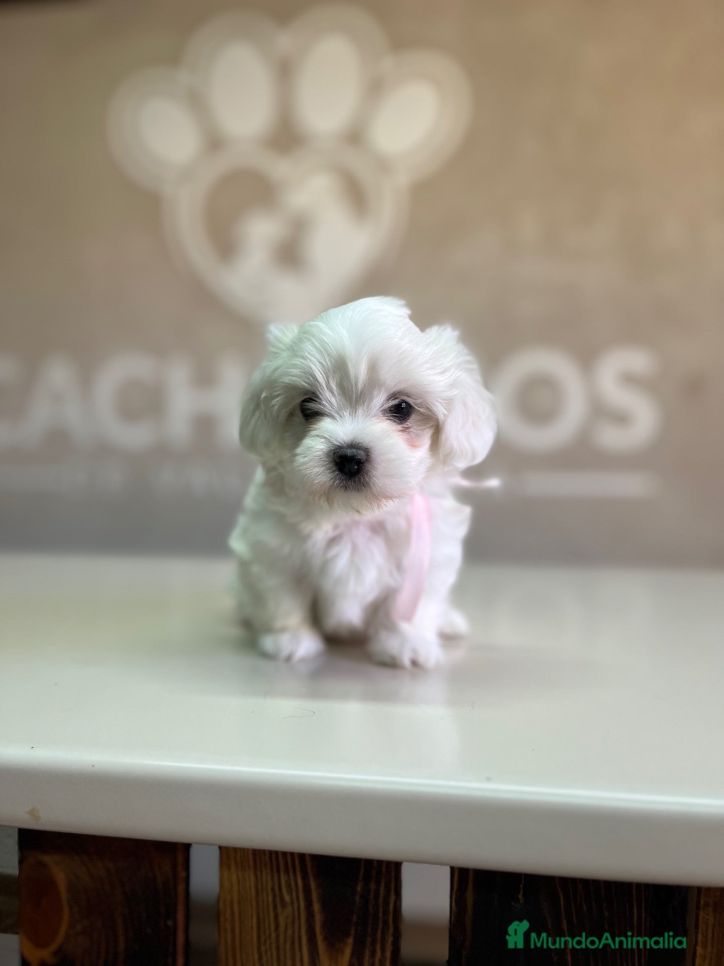 Bichón Maltés perros Bichón maltés  - Anuncio 17