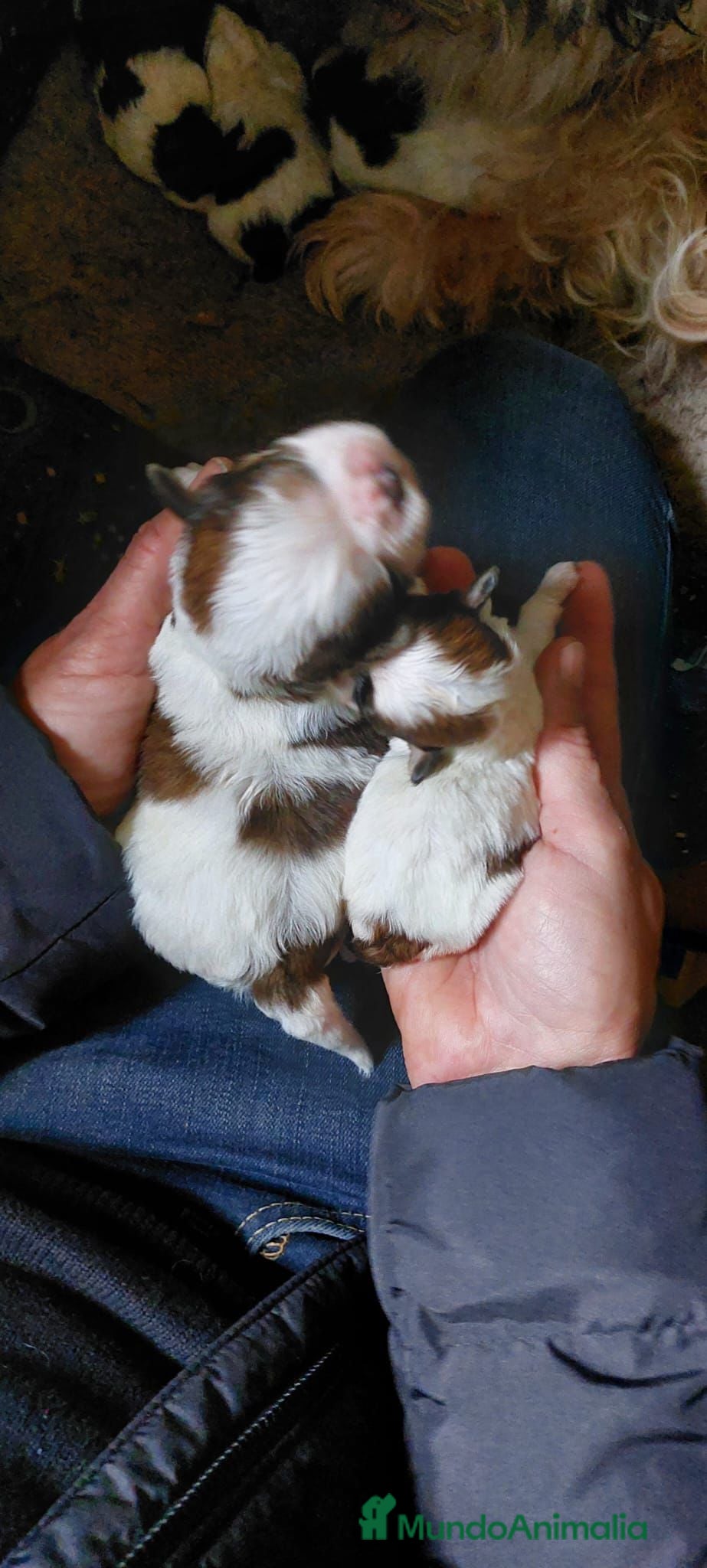 Shih Tzu perros SHIH TZU ECCUSIVOS - Anuncio 1