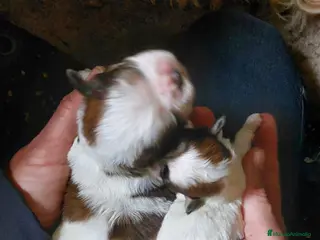 Shih Tzu perros SHIH TZU ECCUSIVOS - Anuncio 1