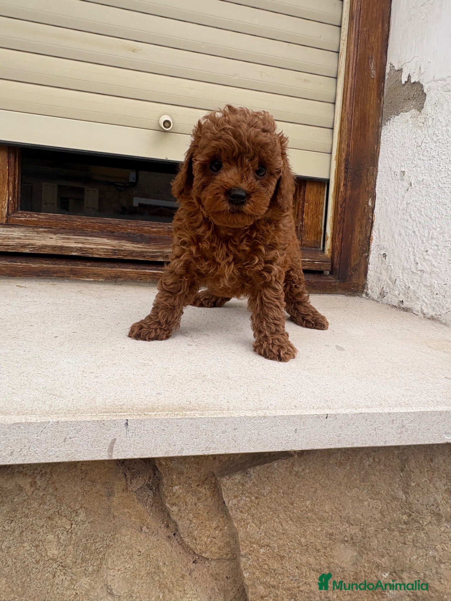 Caniche Toy perros Caniche toy - Anuncio 1