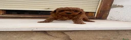 Caniche Toy perros en venta: Caniche toy - Anuncio 1